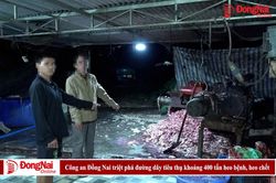 [Video] C&ocirc;ng an Đồng Nai triệt ph&aacute; đường d&acirc;y ti&ecirc;u thụ khoảng 400 tấn heo bệnh, heo chết
