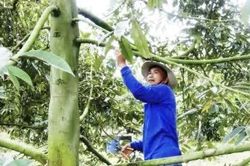 X&atilde; Mỹ Thiện: Ph&aacute;t triển sầu ri&ecirc;ng th&agrave;nh c&acirc;y kinh tế chủ lực