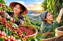 Gi&aacute; c&agrave; ph&ecirc;, hồ ti&ecirc;u h&ocirc;m nay 21/10: C&agrave; ph&ecirc; tăng mạnh l&ecirc;n 94.000 đồng/kg