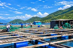 Đại L&atilde;nh tăng cường ph&ograve;ng bệnh cho c&aacute; nu&ocirc;i lồng