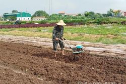 Nâng cao hiệu quả sản xuất vụ Đông