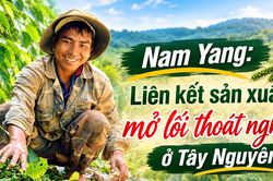 Li&ecirc;n kết sản xuất, mở lối tho&aacute;t ngh&egrave;o ở T&acirc;y Nguy&ecirc;n