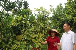 Bắc Ninh tăng cường hỗ trợ HTX ti&ecirc;u thụ tr&aacute;i c&acirc;y dịp cuối năm
