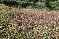 X&atilde; H&ograve;a An hơn 10,3 ha l&uacute;a m&ugrave;a bị rầy n&acirc;u, rầy lưng trắng v&agrave; s&acirc;u đục th&acirc;n g&acirc;y hại