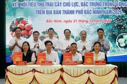 Bắc Ninh t&igrave;m hướng n&acirc;ng gi&aacute; trị tr&aacute;i c&acirc;y chủ lực