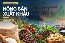 N&ocirc;ng sản xuất khẩu ng&agrave;y 21/10: Gạo thơm 5% tấm tăng 5 USD/tấn