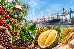 Sầu ri&ecirc;ng tăng gi&aacute;, c&agrave; ph&ecirc; hạ nhiệt sau 3 tuần biến động
