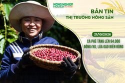 Thị trường n&ocirc;ng sản 21/10/2026: C&agrave; ph&ecirc; tăng l&ecirc;n 94.000 đồng/kg, l&uacute;a gạo biến động