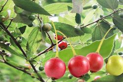 Ai chẳng tiếc k&yacute; ức tuổi thơ, nhưng chớ 'k&ecirc;u' khi H&agrave; Nội cấm trồng c&acirc;y trứng c&aacute;