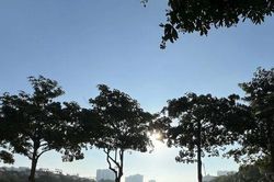 N&oacute;i g&igrave; dưới m&ugrave;a hoa sữa?