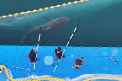Cá mập quay lại kênh đào Hàn Quốc sau vài giờ được giải cứu