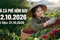 Gi&aacute; c&agrave; ph&ecirc; h&ocirc;m nay 22.10.2026: &Aacute;p lực từ hai s&agrave;n kỳ hạn