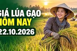 Giá lúa gạo hôm nay 22.10.2026: Sức mua quyết định đà giá