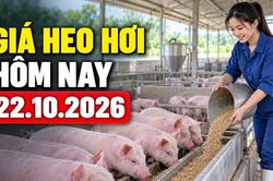 Giá heo hơi hôm nay 22.10.2026: Chờ thị trường tìm điểm cân bằng