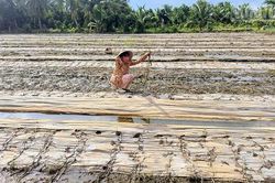 Vĩnh Long khẩn trương khắc phục sự cố ngập &uacute;ng, đồng h&agrave;nh c&ugrave;ng n&ocirc;ng d&acirc;n kh&ocirc;i phục sản xuất