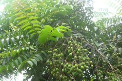 Loài cây giàu vitamin C vừa được Hà Nội đưa vào danh mục cấm