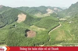 Từ vệt xanh đại ngàn đến cơ sở chế biến gỗ keo