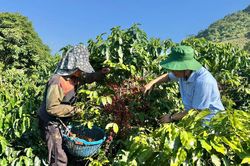 Điện Biên đẩy mạnh triển khai EUDR đối với cà phê