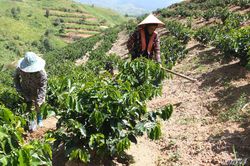 Nghị quyết b&eacute;n rễ ở Si Pa Ph&igrave;n