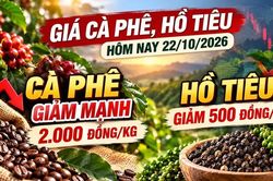 Gi&aacute; n&ocirc;ng sản h&ocirc;m nay 22/10: C&agrave; ph&ecirc;, hồ ti&ecirc;u đồng loạt giảm