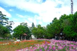 Đ&agrave; Lạt tất bật điểm t&ocirc; sắc hoa, sẵn s&agrave;ng đ&oacute;n Festival