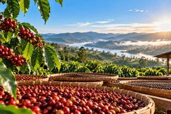 Gi&aacute; c&agrave; ph&ecirc; h&ocirc;m nay 22/10/2026: T&acirc;y Nguy&ecirc;n tiếp tục giảm, Robusta lao dốc, gi&aacute; rang xay đồng loạt đi xuống