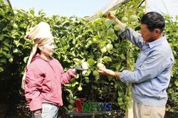 Minh bạch v&ugrave;ng trồng, vươn xa thị trường