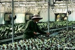 Kết nối, chuyển giao công nghệ nông nghiệp công nghệ cao