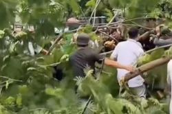 C&acirc;y phượng bật gốc đ&egrave; người đ&agrave;n &ocirc;ng tử vong ở TP.HCM