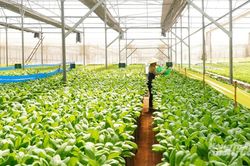 TP.HCM hỗ trợ chuy&ecirc;n gia n&ocirc;ng nghiệp c&ocirc;ng nghệ cao đến 100 triệu đồng/th&aacute;ng
