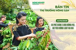 Thị trường n&ocirc;ng sản 22/10/2026: C&agrave; ph&ecirc; giảm s&acirc;u 2.000 đồng/kg, hồ ti&ecirc;u đồng loạt hạ gi&aacute;