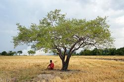 Thế giới đối mặt đợt tẩy trắng san hô 'mức độ đáng sợ' vì El Nino