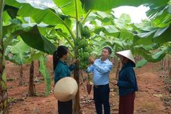Nâng tầm 'sinh kế xanh' cho đồng bào Long Cốc