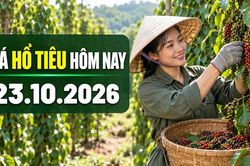 Gi&aacute; hồ ti&ecirc;u h&ocirc;m nay 22.10 dao động 137.000&ndash;140.000 đồng/kg