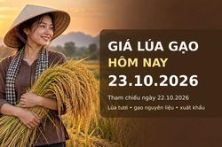 Gi&aacute; l&uacute;a gạo h&ocirc;m nay 23.10.2026: Gạo thơm xuất khẩu c&oacute; lực đỡ