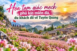 Hoa tam gi&aacute;c mạch phủ k&iacute;n miền đ&aacute;, du kh&aacute;ch đổ về Tuy&ecirc;n Quang