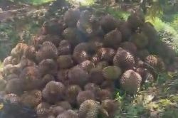Đồng Th&aacute;p: Ph&aacute; hoại gần 8.000kg sầu ri&ecirc;ng v&igrave; m&acirc;u thuẫn