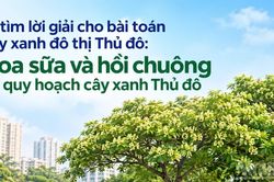 Hoa sữa và hồi chuông về quy hoạch cây xanh Thủ đô