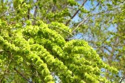 3 loại cây được ví như 'cây tài lộc', nhiều người thích trồng trong sân nhà
