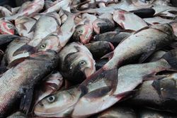 Lo&agrave;i c&aacute; thường bị ch&ecirc; v&igrave; m&ugrave;i tanh nhưng lại l&agrave; 'kho b&aacute;u' Omega-3 cực tốt cho sức khỏe