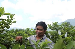 Bỏ việc ở phố, cải tạo đất đồi th&agrave;nh vườn c&acirc;y ăn quả