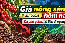 Gi&aacute; n&ocirc;ng sản h&ocirc;m nay 23/10: C&agrave; ph&ecirc; giảm tiếp, hồ ti&ecirc;u giữ gi&aacute;
