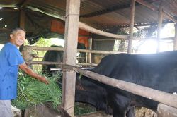 Người cao tuổi x&atilde; Vạn Hưng t&iacute;ch cực l&agrave;m kinh tế