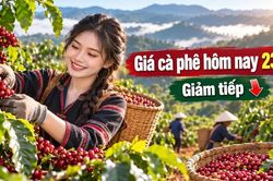 Gi&aacute; c&agrave; ph&ecirc; h&ocirc;m nay 23/10: Trong nước giảm phi&ecirc;n thứ hai, thế giới ph&acirc;n h&oacute;a