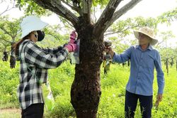 Ða dạng cây trồng trên vùng đất khô hạn