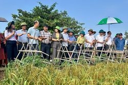 Kim Sơn: Hiệu quả từ m&ocirc; h&igrave;nh l&uacute;a IPHM vụ M&ugrave;a 2026