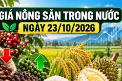 N&ocirc;ng sản trong nước 23/10: C&agrave; ph&ecirc; xuống 90.200 đồng/kg, hồ ti&ecirc;u chạm 140.000 đồng/kg