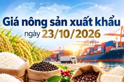 N&ocirc;ng sản xuất khẩu 23/10: Gạo giữ gi&aacute;, Robusta giảm 58 USD/tấn