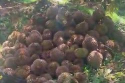 Mẫu thuẫn ch&aacute;u phun thuốc diệt cỏ g&acirc;y thiệt hại vườn sầu ri&ecirc;ng ch&uacute; ruột