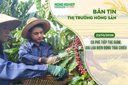 Thị trường n&ocirc;ng sản 23/10/2026: C&agrave; ph&ecirc; tiếp tục giảm, gi&aacute; l&uacute;a biến động tr&aacute;i chiều